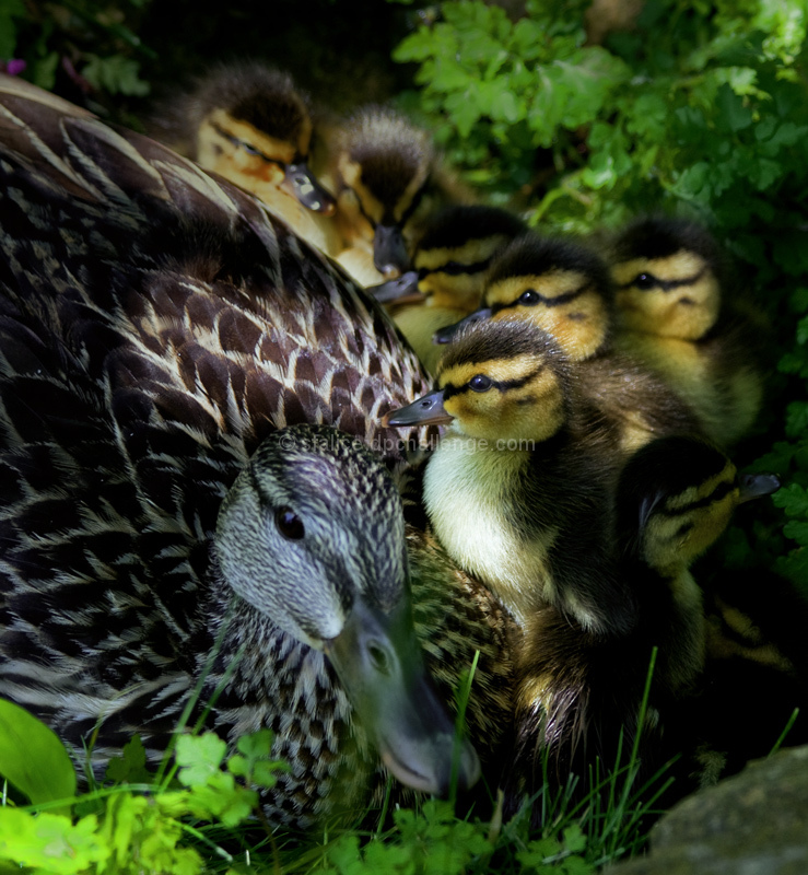 The Mallard kids & mom