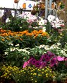 HDR FLOWERS