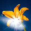 Sun Burst