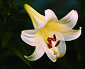 Lily