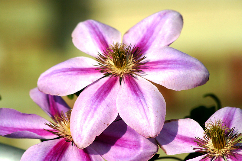 Clematis