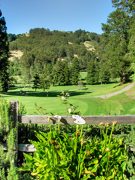 Nine Greens at the 9th Green