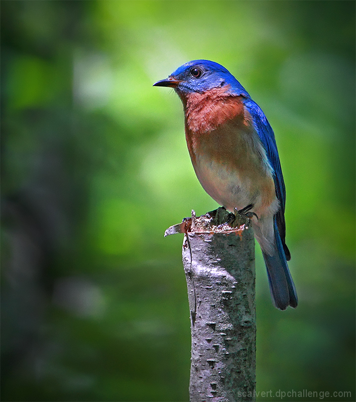 Prince of the Forest