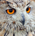 Boris, Siberian Eagle Owl