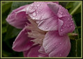 Peony with Droplets