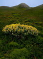 Yellow Lupine