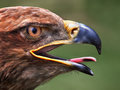 Golden Eagle