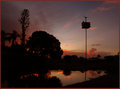 Lone Sparrow at Sunset