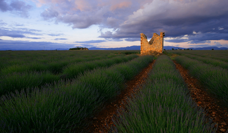 Provencal Lavender