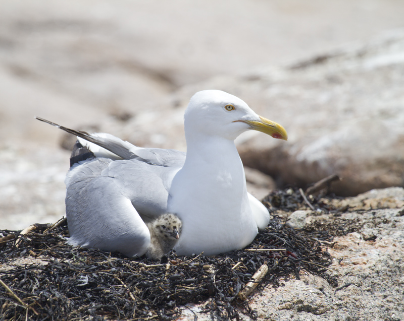 Under Mom's Wing