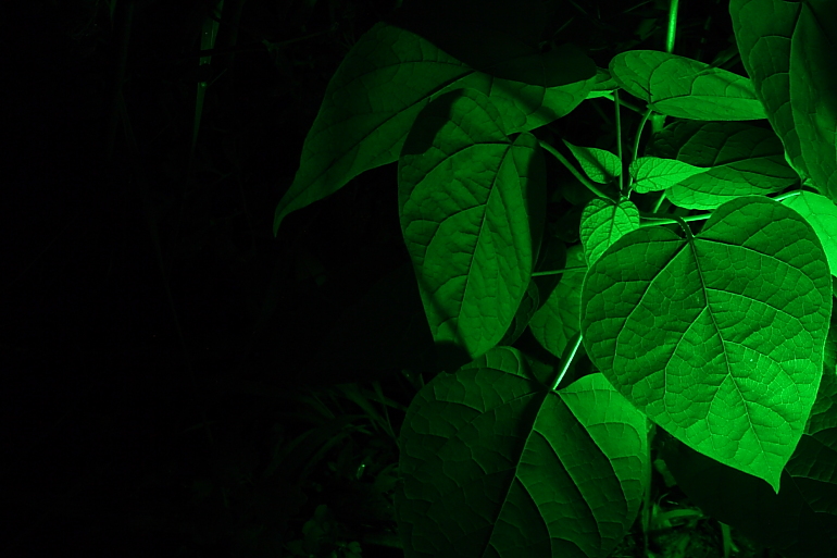 Unearthly Glow