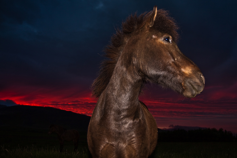 Happy horse