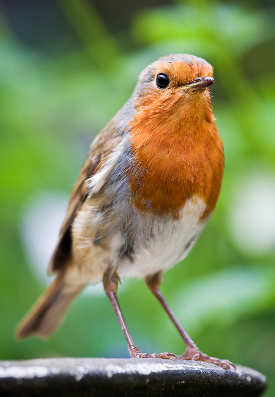 Erithacus rubecula