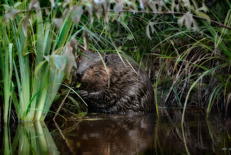 Beaver Banquet