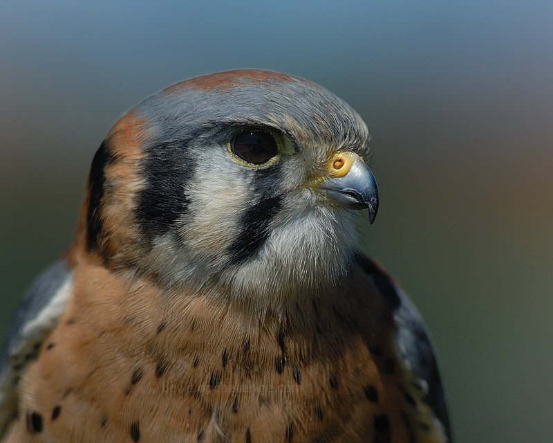 Kestrel portrait