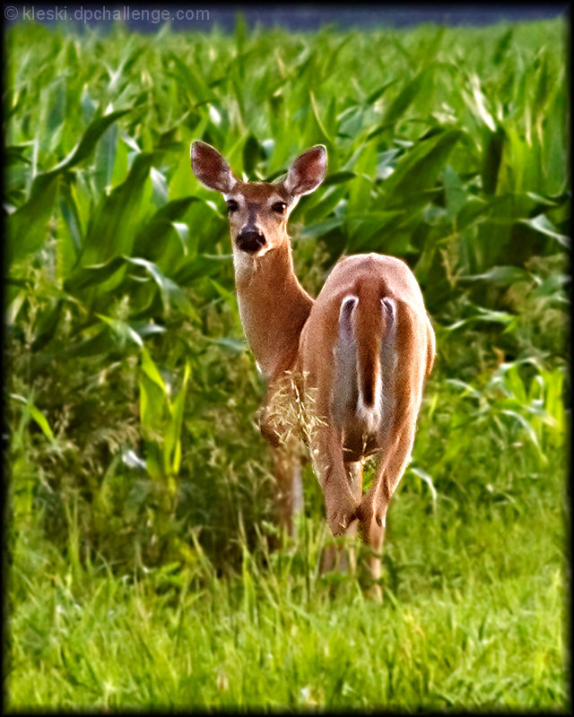 Waiting For Fresh Corn