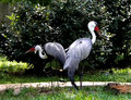 Some random type of herons