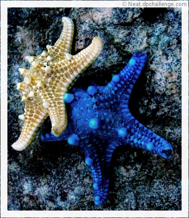The Starfish