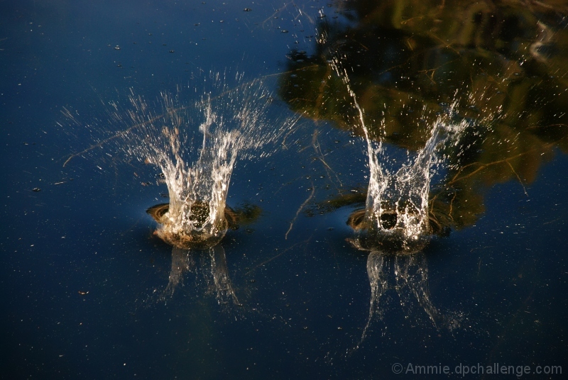 Double Splash