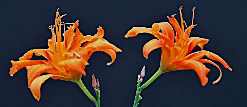 Twin Day Lilies