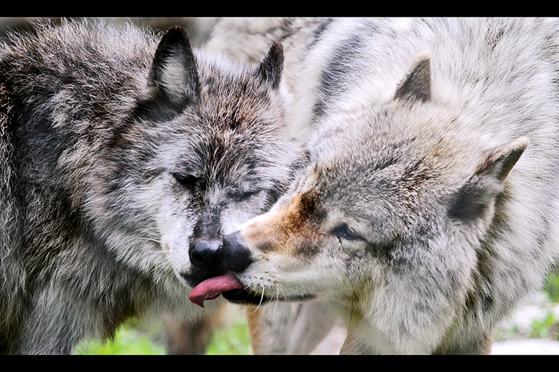 Affectionate Wolves