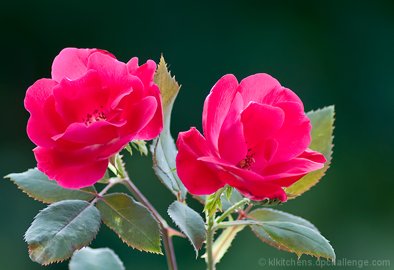 a pair of knockouts