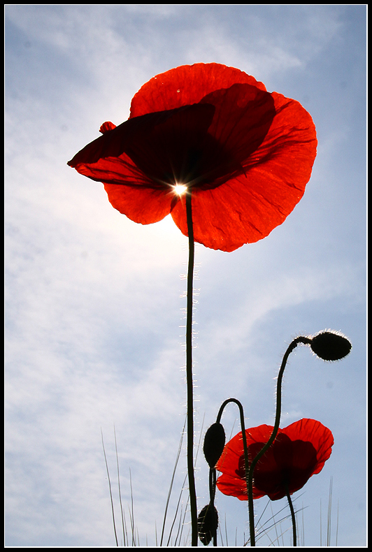 poppy star