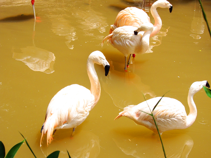 Chilean Flamingos