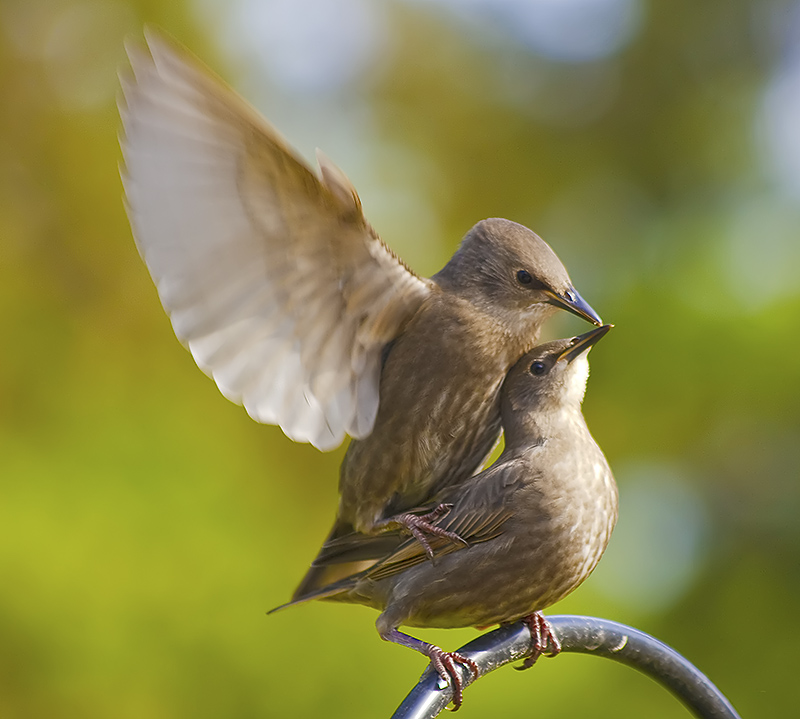 Baby Starlings