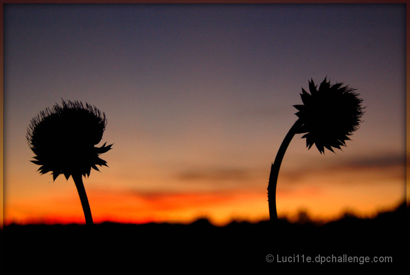 Thistles at Sunset