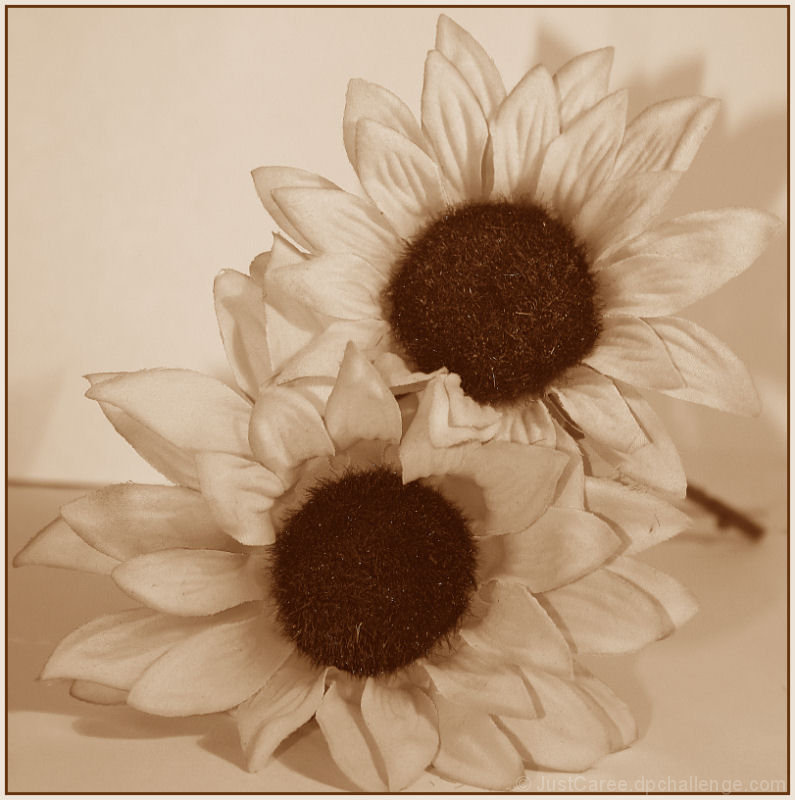 Sunflower Twins
