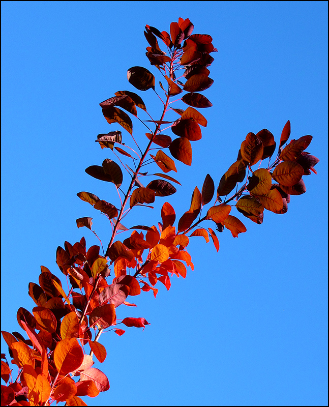 Autumn Branches