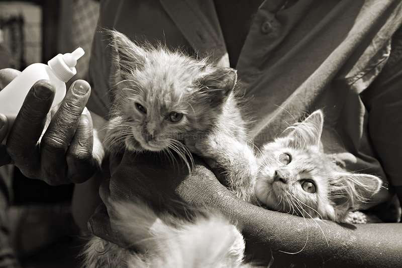 Homeless woman caring for homeless kittens