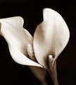 Tribute to Two Callas by Imogen Cunningham