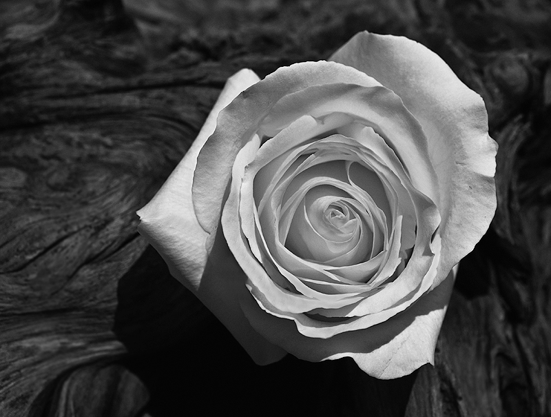 Rose and Driftwood (tribute to Ansel Adams)