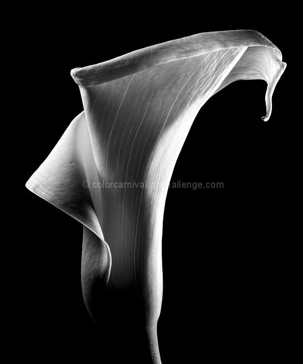 Mapplethorpe Calla Lily