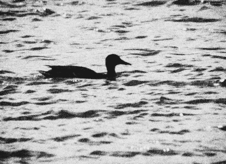 Nessie