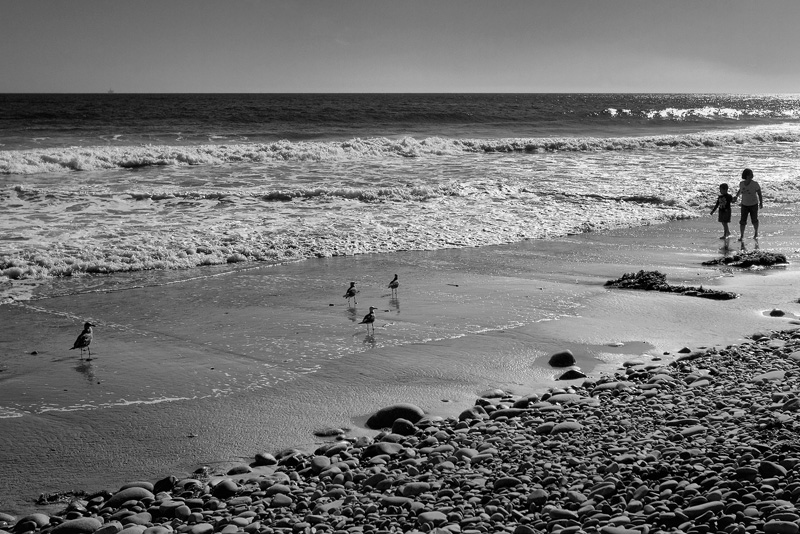 Birds on a Beach (Adams)