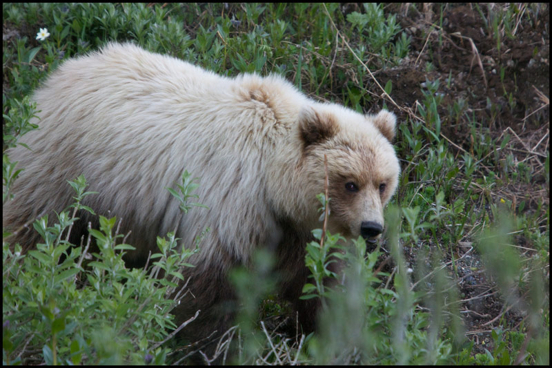 Grizzly in Denali - Douglas Herr