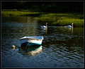 It is only a humble dinghy, but it shares a world with swans...