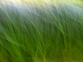 Mystic grass