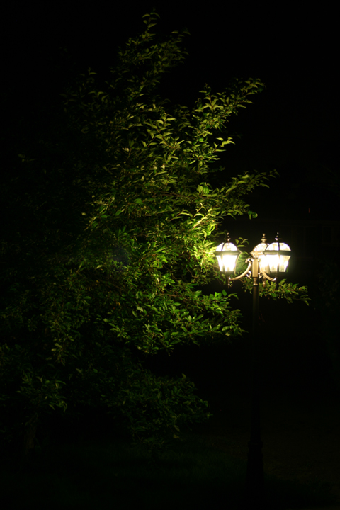 Lamp post in tree