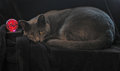 Cat Interrupts Shoot, Go with it