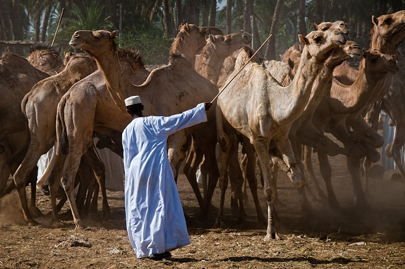 the camelherder