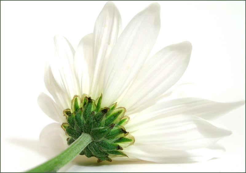 Foliate and Fuzzy