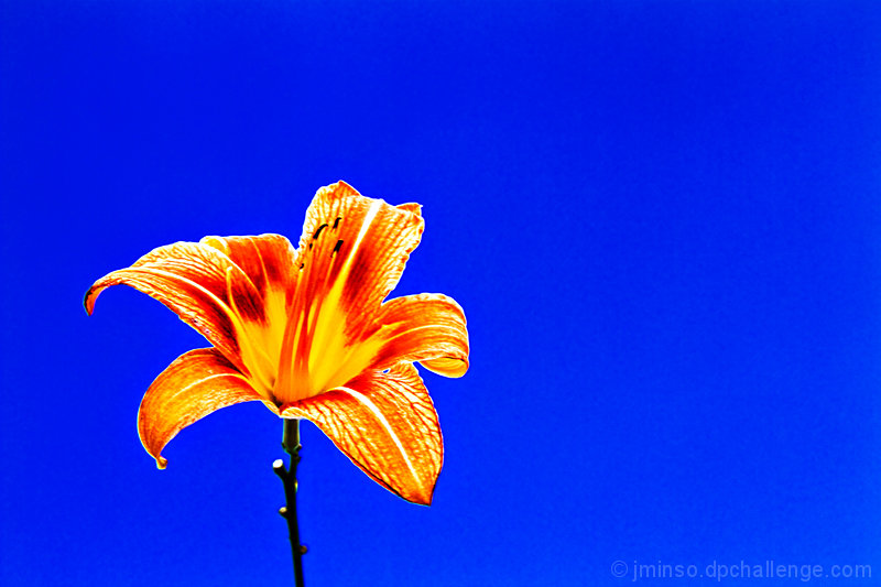 Sun in Bloom