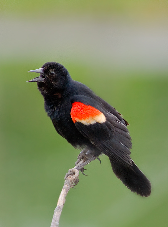 Red-Winged Blackbird