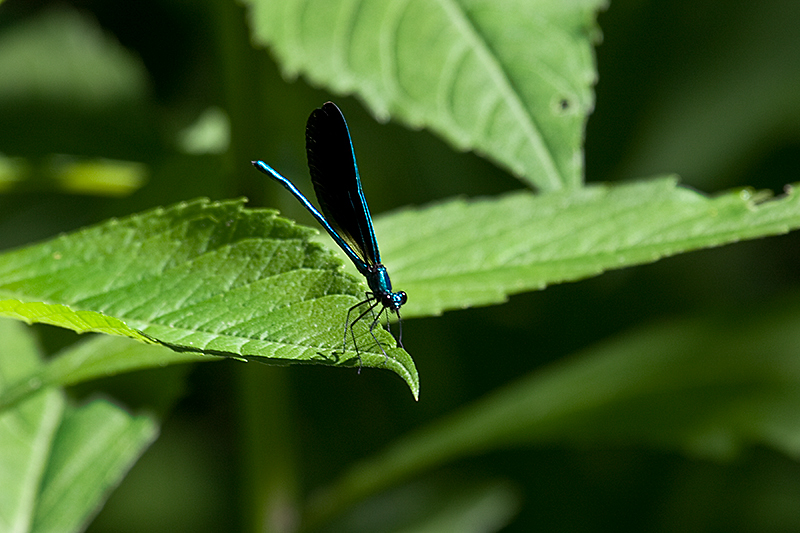 Blue Dragonfly