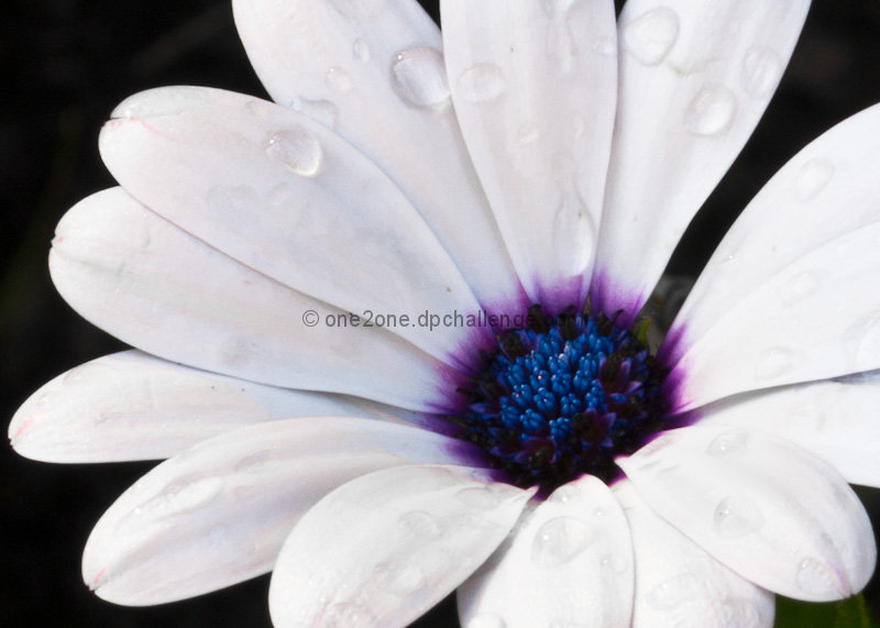 Violet Sun