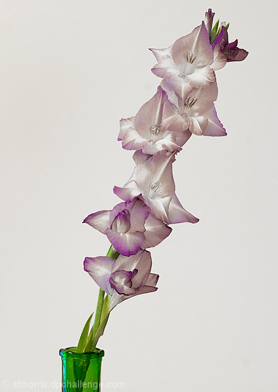 Gladiolas